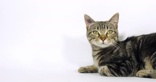 Brown Tabby Hauskatze, Porträt einer Pussy auf weißem Hintergrund, Miauen, Zeitlupe 4K