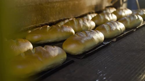 Förderband bewegt Schalen mit frisch gebackenen Weizenbroten in einer Brotfabrik