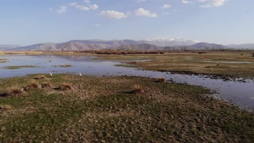 Swamp Among Reed Plants