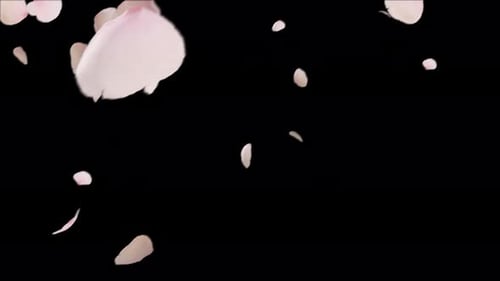 Sakura-Übergang