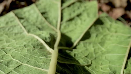 Macro Footage of Green Leaf