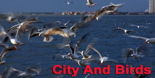 City And Birds