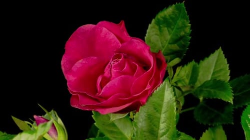 Time Lapse of Growth and Wither Red Rose Flower