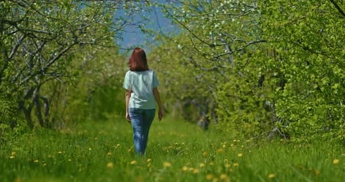 Redhaired Woman is Walking in Blossoming Garden in Spring Day Rear View Prores