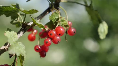 Tasty small red berries on Ribes rubrum plant natural close-up 4K 2160p 30fps UltraHD footage -