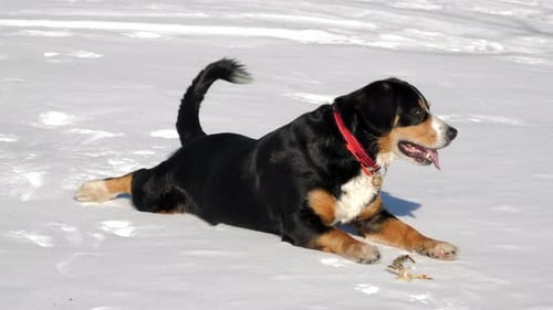 Dog enjoys with fresh snow in the winter forest.