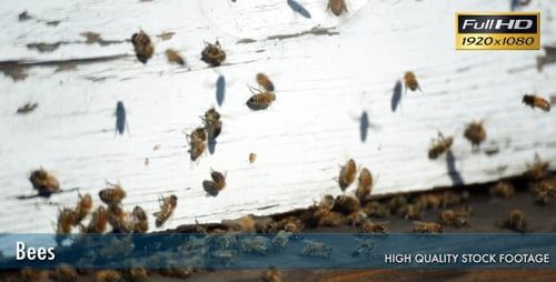 Bees In The Hive