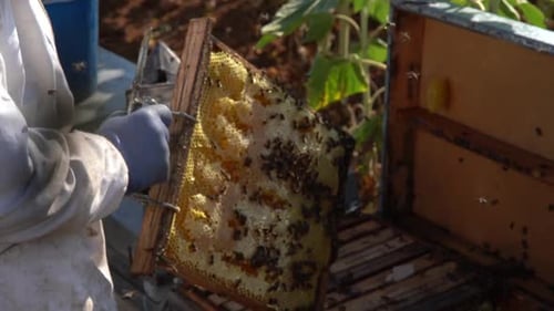 Beekeeper working collect honey