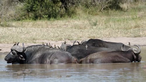 Manada
africana de búfalos del Cabo con pájaros en la espalda enfriándose en el agua del río. Animales salvajes en hacha natural