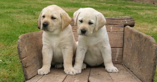 Labrador Retriever, Zwei gelbe Welpen in einer Schubkarre, Normandie in Frankreich, Zeitlupe 4K