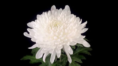 Elegant White Chrysanthemum Flower on Black Background