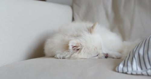 White Dog Napping Peacefully on Light Couch