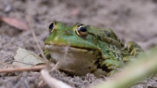 Frosch sitzt auf dem Sand in der Nähe des Flussufers. Porträt von Green Toad.