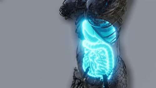 3D Animation of Glowing Human Abdominal Organs