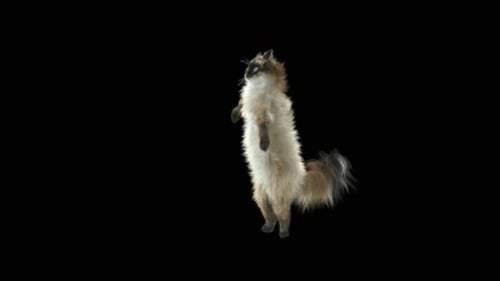 Katze tanzt HD