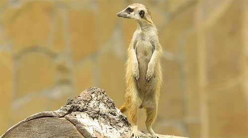 Erdmännchen 2