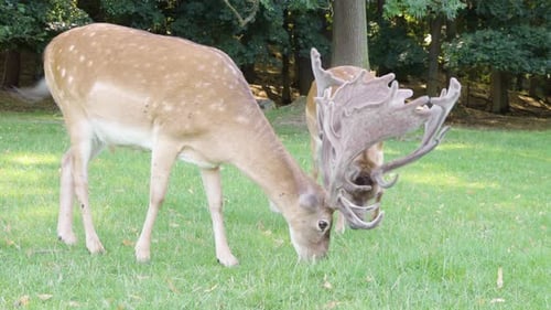 Two Fallow Deer Stags Graze in a Meadow By a Forest on a Sunny Day - Closeup