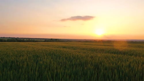 Evening Wheat Field 27