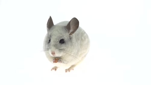 Cute White Chinchilla Eating a Nut. Isolated on a White Studio Background.