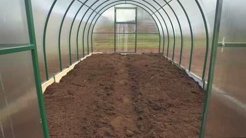 Croissance des tomates en serre