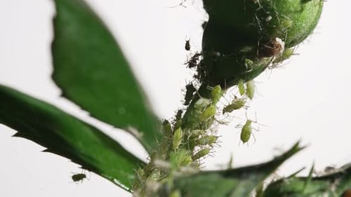Aphids on a Young Plant