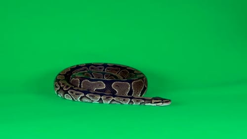 Royal Python o Python Regius sobre un fondo verde en el estudio