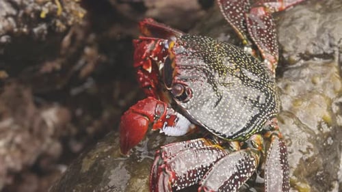 Close Up of Red Crabs on Rocks