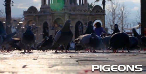 Pigeons