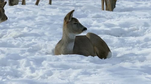Deer in The Snow
