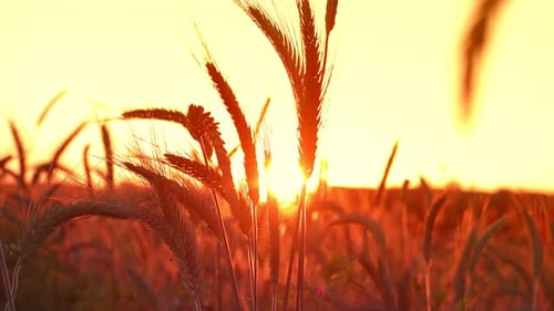 Wheat (4K)