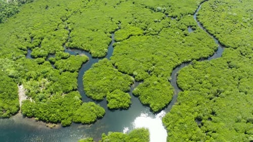 Aerial View of Mangrove Forest and River