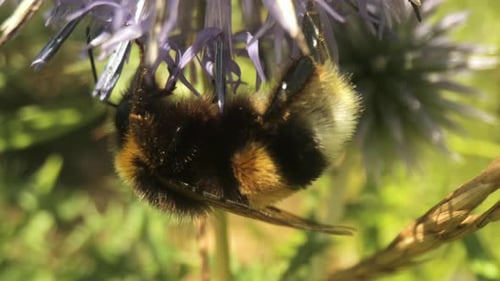 Makro-Videoaufnahmen von Biene auf Wildblume