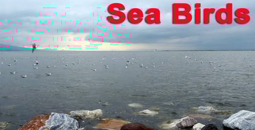 Sea Birds