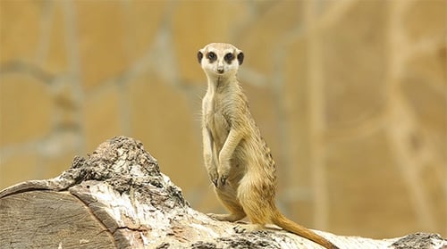 Alert Meerkat Standing Upright on a Tree Stump
