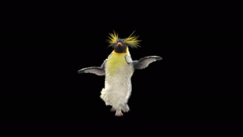 Penguin Dancing 4K