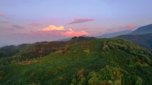 Forêt de montagne