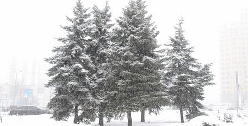 Blizzard 4
