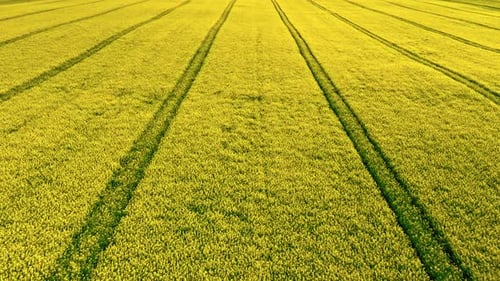 Aerial view of field of rapeseed in Poland countryside.