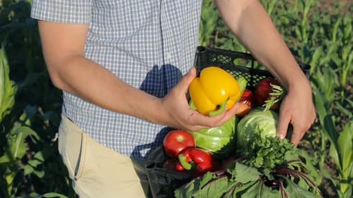 On a vegetable farm, a man analyzes the quality of the harvest of vegetables