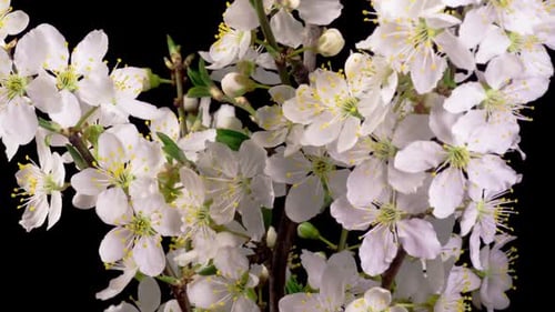 White Flowers Bloom in Time Lapse