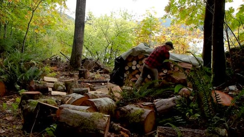 Chopping and stacking firewood in a rainforest in BC with an axe.