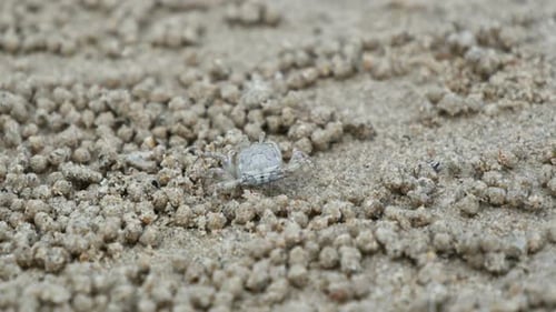 Crab Foraging