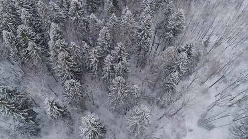 Winter Landscape with Forest
