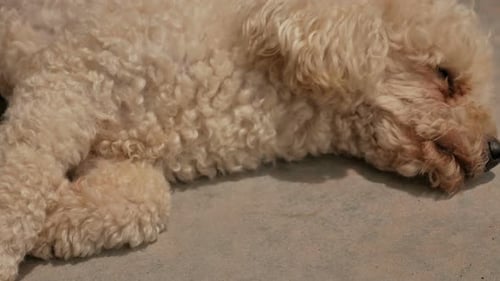 Small Dog with Curly Hair Laying Down