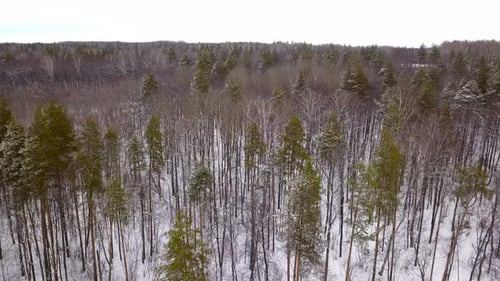 Winter Forest