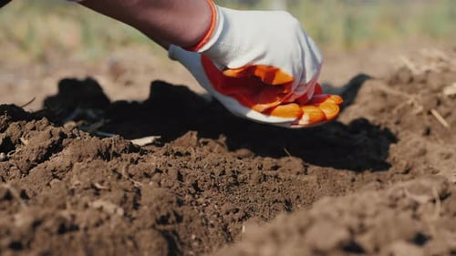 Farmer's Hands Plant Pea Seeds in Soil