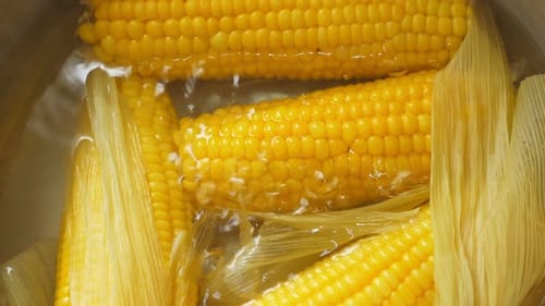 Bright Yellow Corn Boiling in Pot