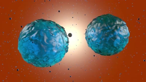 3D rendered visualisation of a stem cell dividing and multiplying