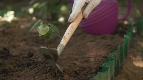 Woman Hand Seeding Young Plant Into Pile Of Soil with Hoe