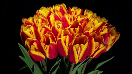Opening Tulips Against Black Background